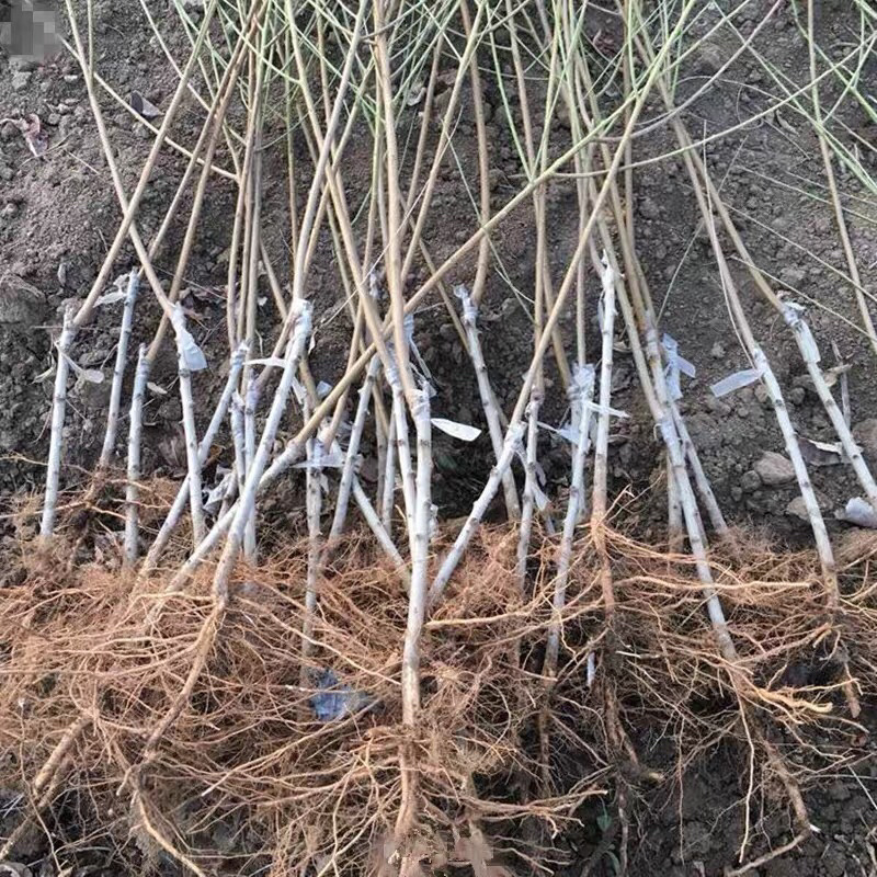 嫁接蟠桃苗，品种齐全，全国发货基地直发，放心苗南北方种植