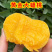 嫁接蟠桃苗，品种齐全，全国发货基地直发，放心苗南北方种植