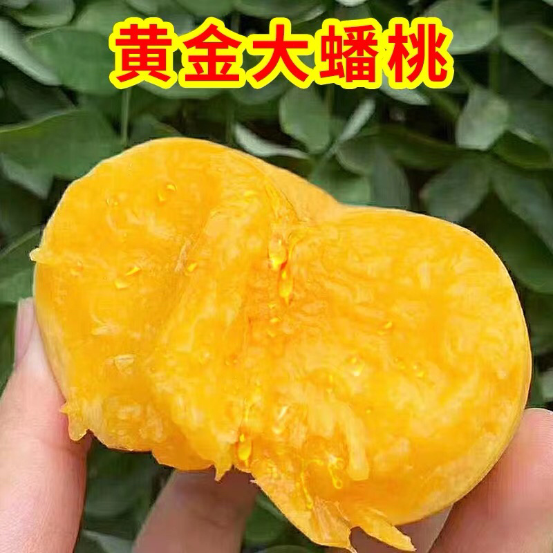 嫁接蟠桃苗，品种齐全，全国发货基地直发，放心苗南北方种植