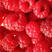 精品树莓苗，基地直发南北方种植，放心苗包技术指导