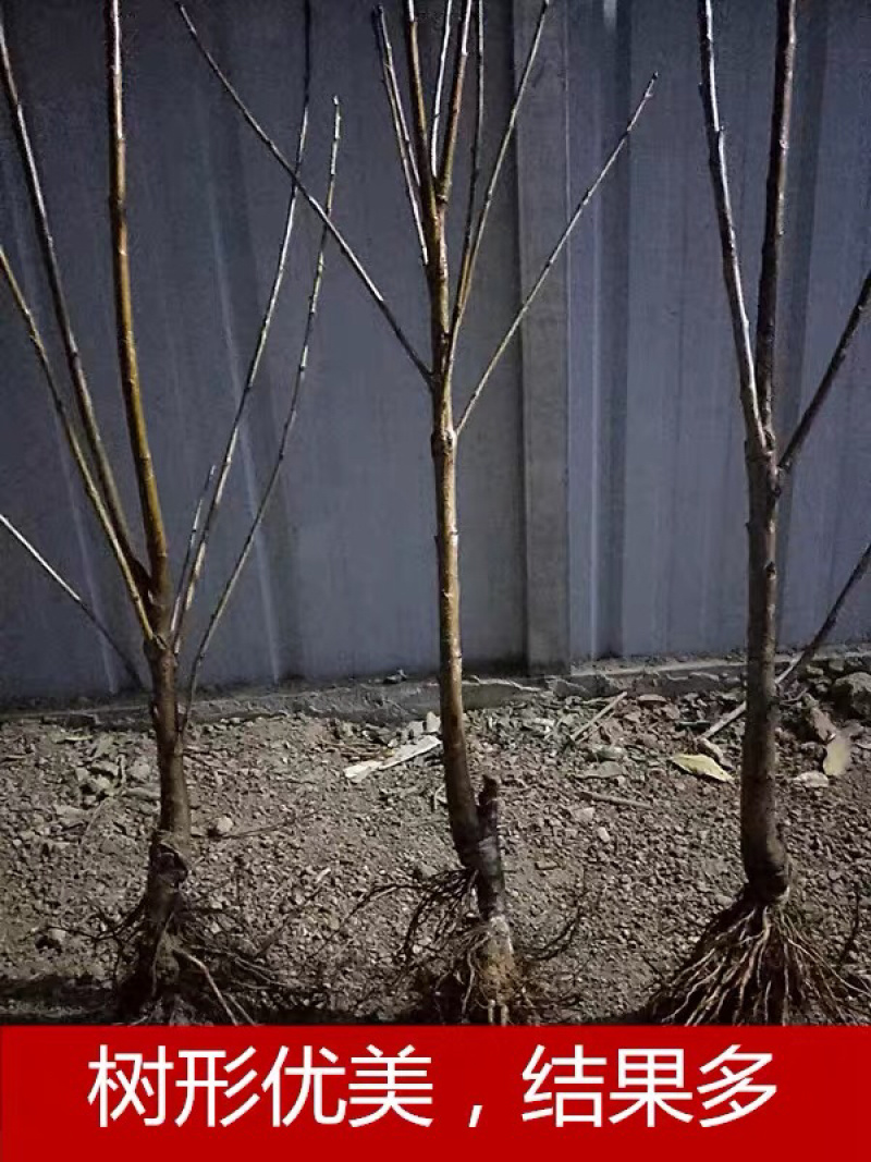 嫁接车厘子苗货源充足基地直发，南北方种植放心苗，包技术