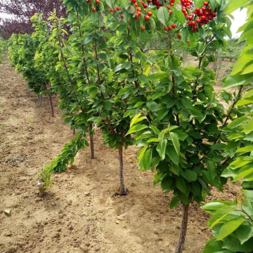 嫁接车厘子苗货源充足基地直发，南北方种植放心苗，包技术