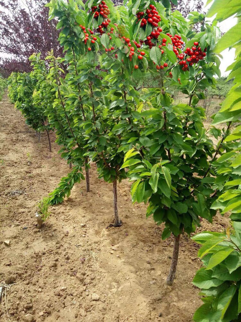 嫁接车厘子苗货源充足基地直发，南北方种植放心苗，包技术