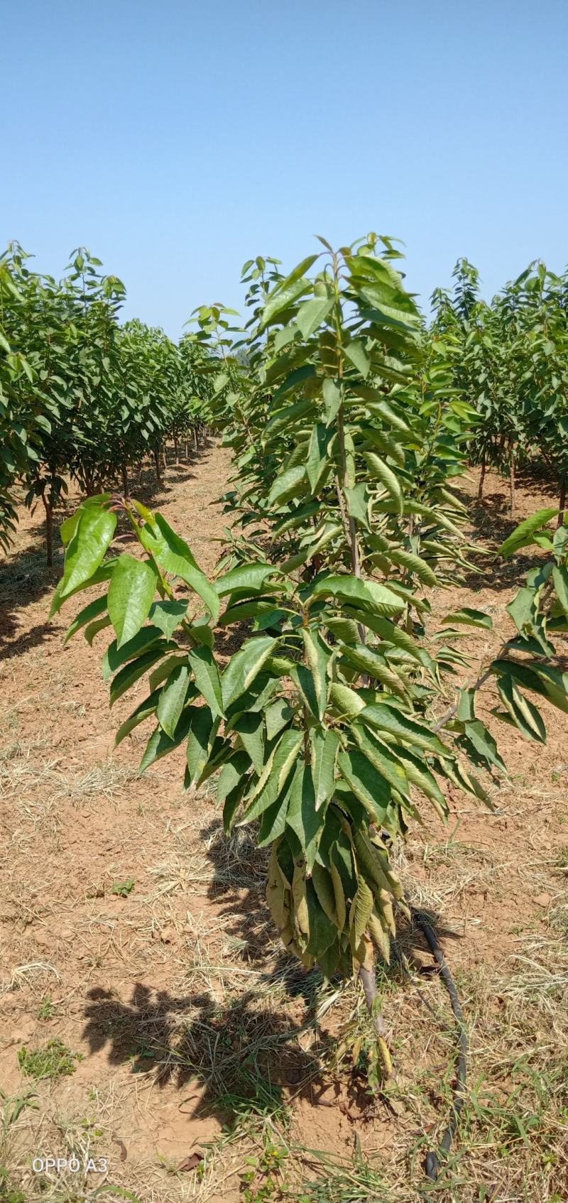 嫁接车厘子苗货源充足基地直发，南北方种植放心苗，包技术