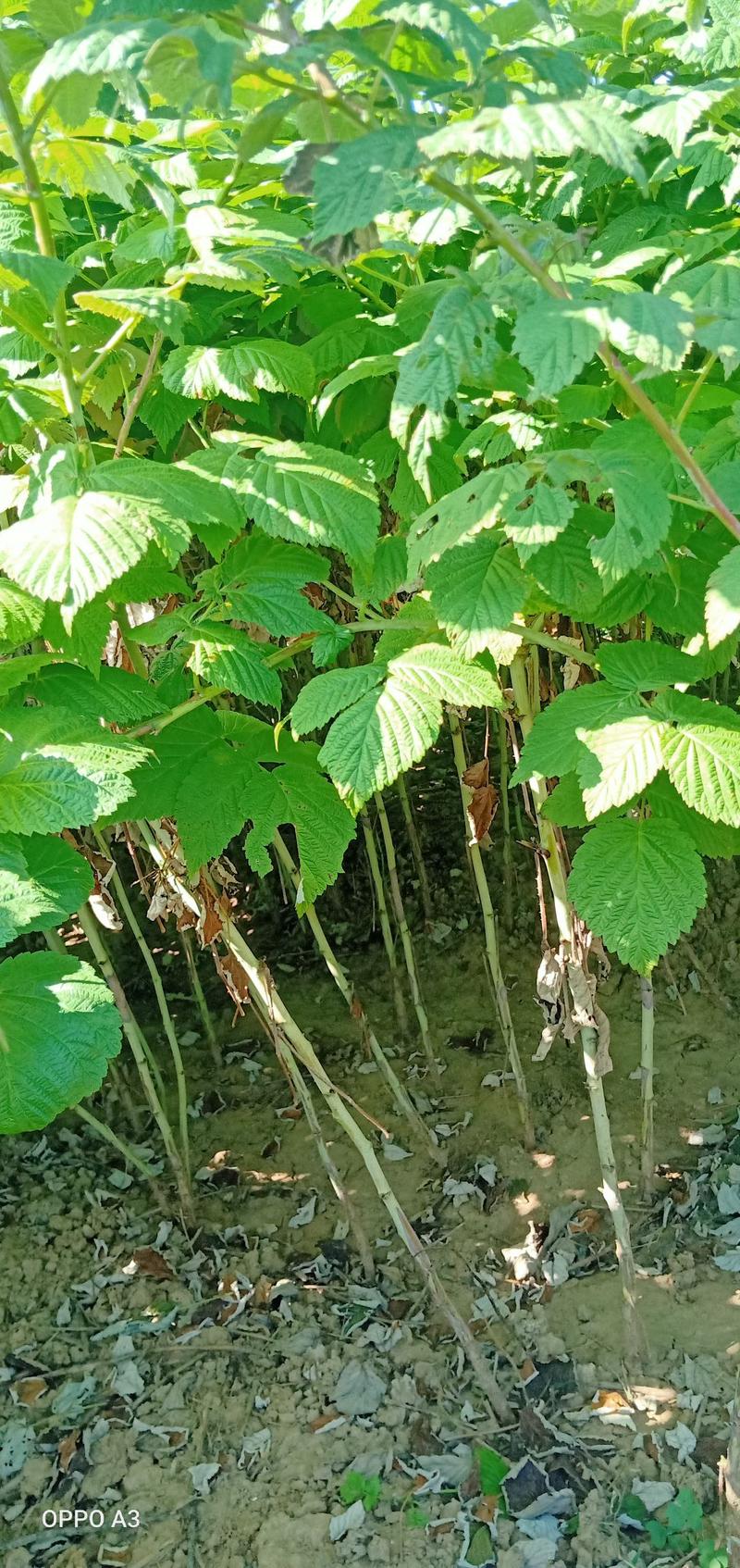 精品树莓苗，基地直发南北方种植，放心苗包技术指导