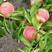 桃树苗新品种金秋红蜜桃树苗果大脆甜可口南北方可植