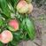 桃树苗新品种金秋红蜜桃树苗果大脆甜可口南北方可植