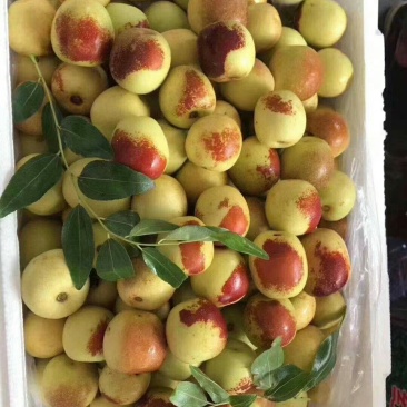 陕西冬枣，泡沫箱，纸箱，都有可以，价格实惠