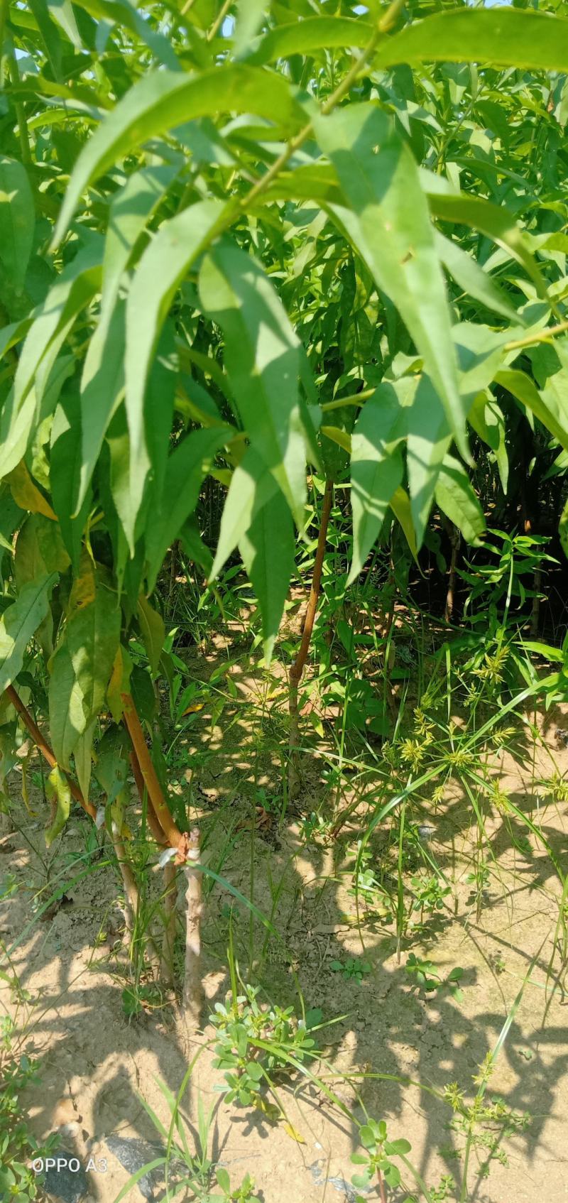 嫁接油桃苗，品种多基地直发，南北方种植放心苗，包技术指导