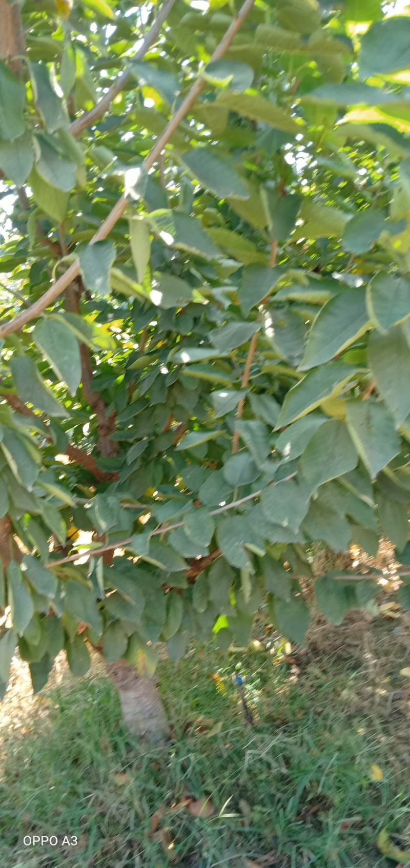 嫁接车厘子苗货源充足基地直发，南北方种植放心苗，包技术