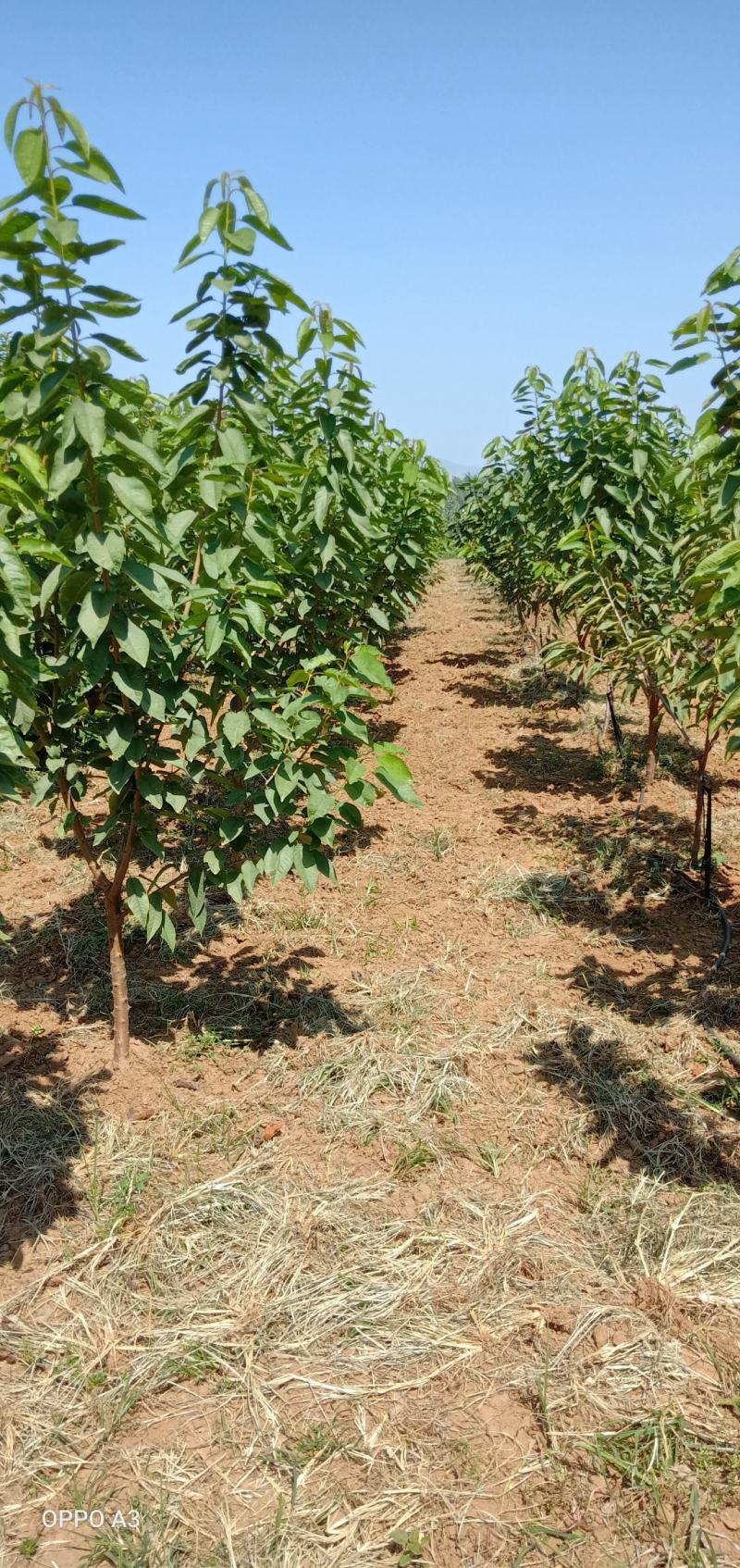 嫁接车厘子苗货源充足基地直发，南北方种植放心苗，包技术