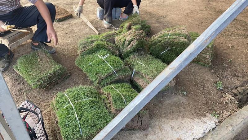 草坪四季青草坪马尼拉草坪可视频看货