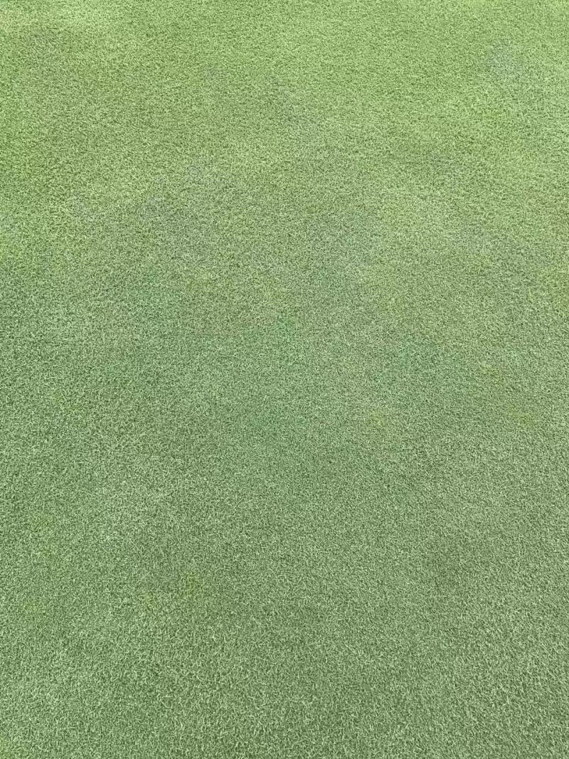 草坪四季青草坪马尼拉草坪可视频看货