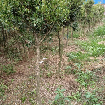 黄杨球黄杨树独杆黄杨树高杆黄杨树1一3公分