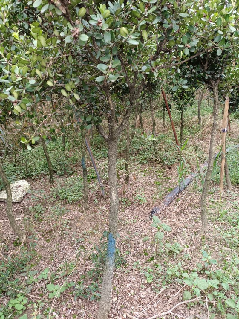 黄杨球黄杨树独杆黄杨树高杆黄杨树1一3公分