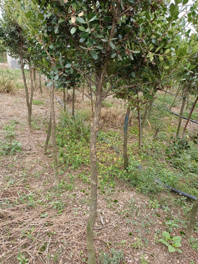 黄杨球黄杨树独杆黄杨树高杆黄杨树1一3公分