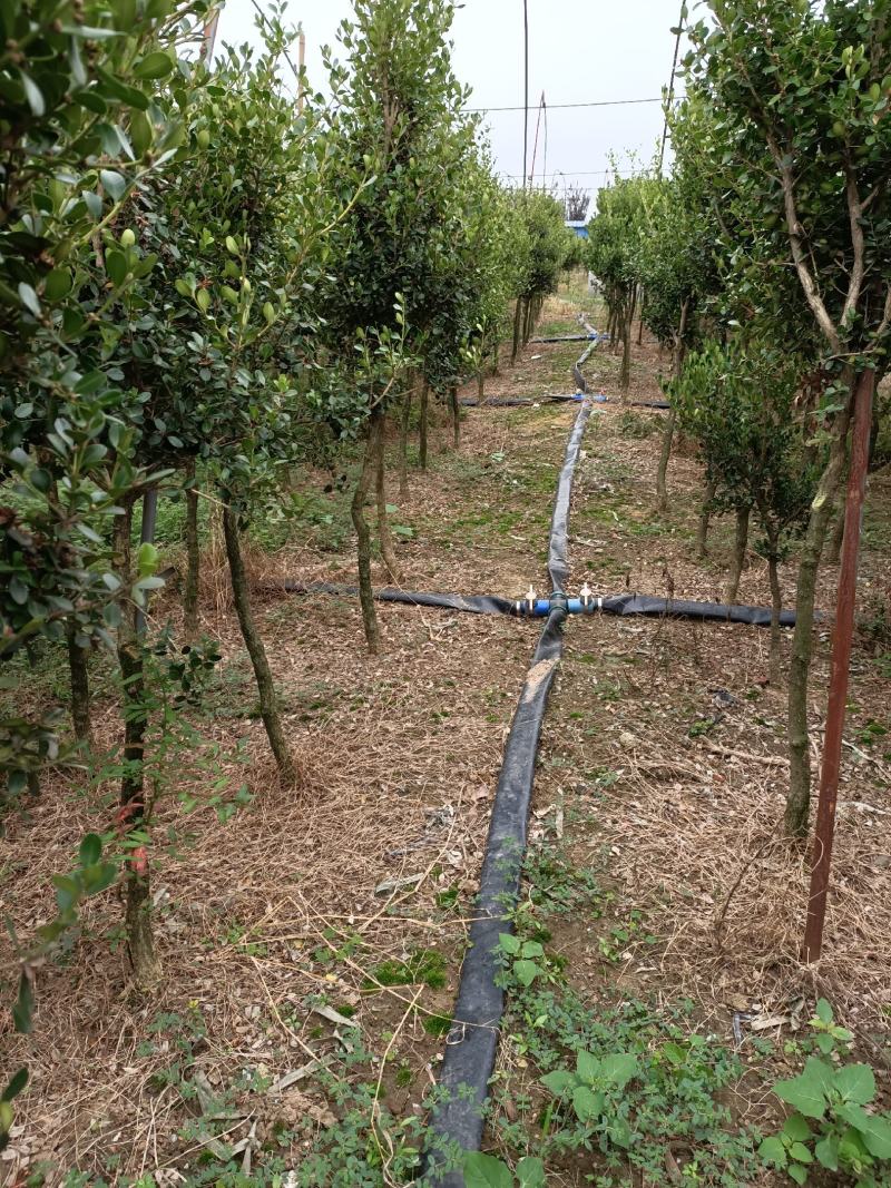 黄杨球黄杨树独杆黄杨树高杆黄杨树1一3公分