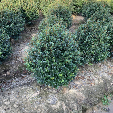 茶梅球，各规格球类，农户直销，量大优惠。