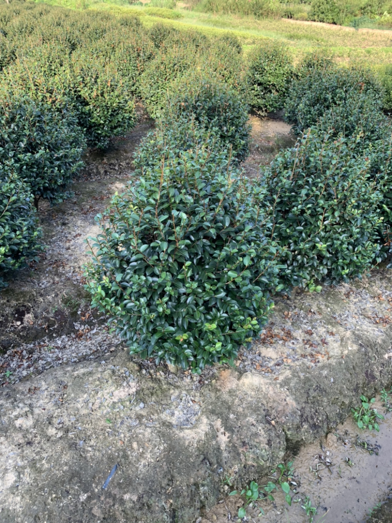 茶梅球，各规格球类，农户直销，量大优惠。
