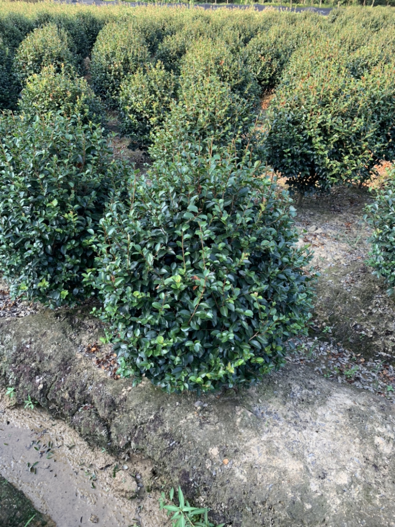 茶梅球，各规格球类，农户直销，量大优惠。
