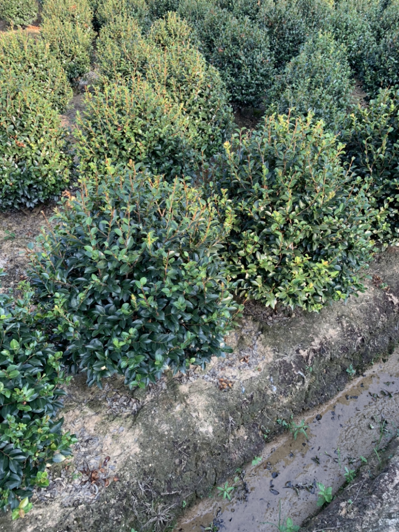 茶梅球，各规格球类，农户直销，量大优惠。