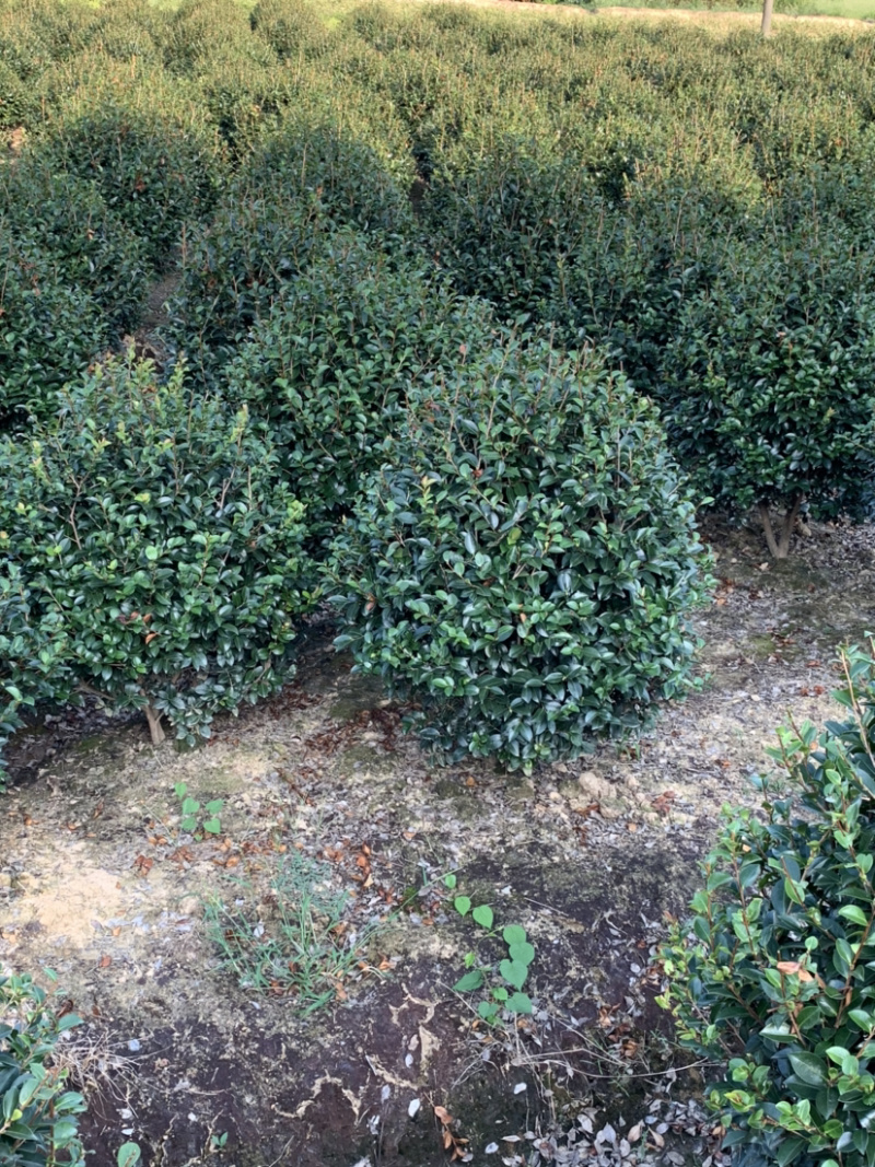 茶梅球，各规格球类，农户直销，量大优惠。