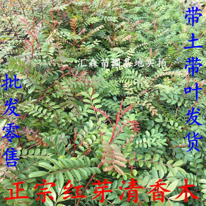清香木树苗盆景耐寒云南清香木室内驱蚊虫草植物四季常青