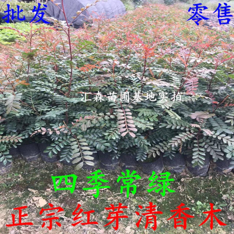 清香木树苗盆景耐寒云南清香木室内驱蚊虫草植物四季常青
