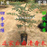 清香木树苗盆景耐寒云南清香木室内驱蚊虫草植物四季常青