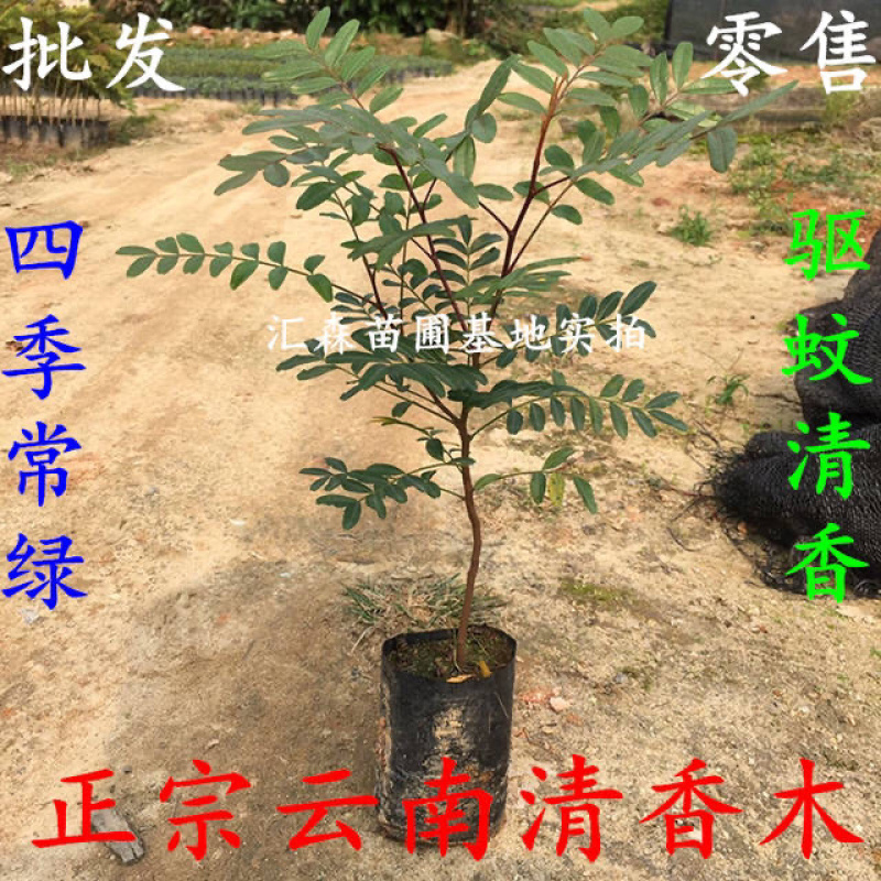 清香木树苗盆景耐寒云南清香木室内驱蚊虫草植物四季常青