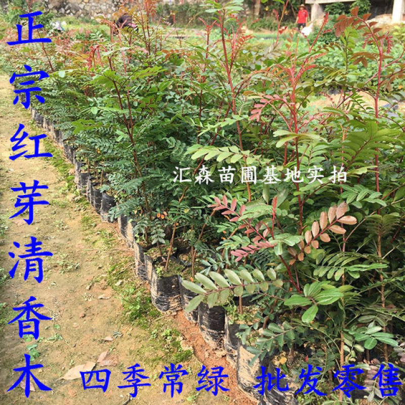 清香木树苗盆景耐寒云南清香木室内驱蚊虫草植物四季常青