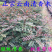 清香木树苗盆景耐寒云南清香木室内驱蚊虫草植物四季常青