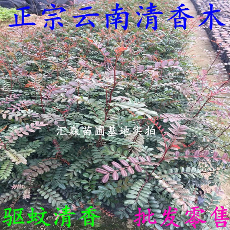 清香木树苗盆景耐寒云南清香木室内驱蚊虫草植物四季常青
