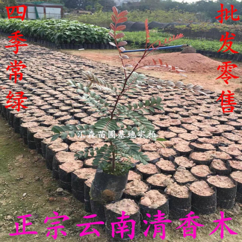 清香木树苗盆景耐寒云南清香木室内驱蚊虫草植物四季常青