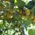 猕猴桃树苗（红心，黄心，绿心，软枣猕猴桃）盆栽地栽南北适