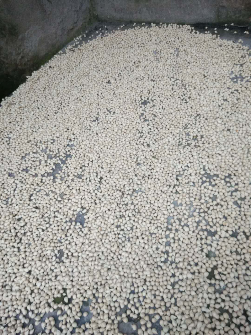 资阳软枝小叶香橙种子