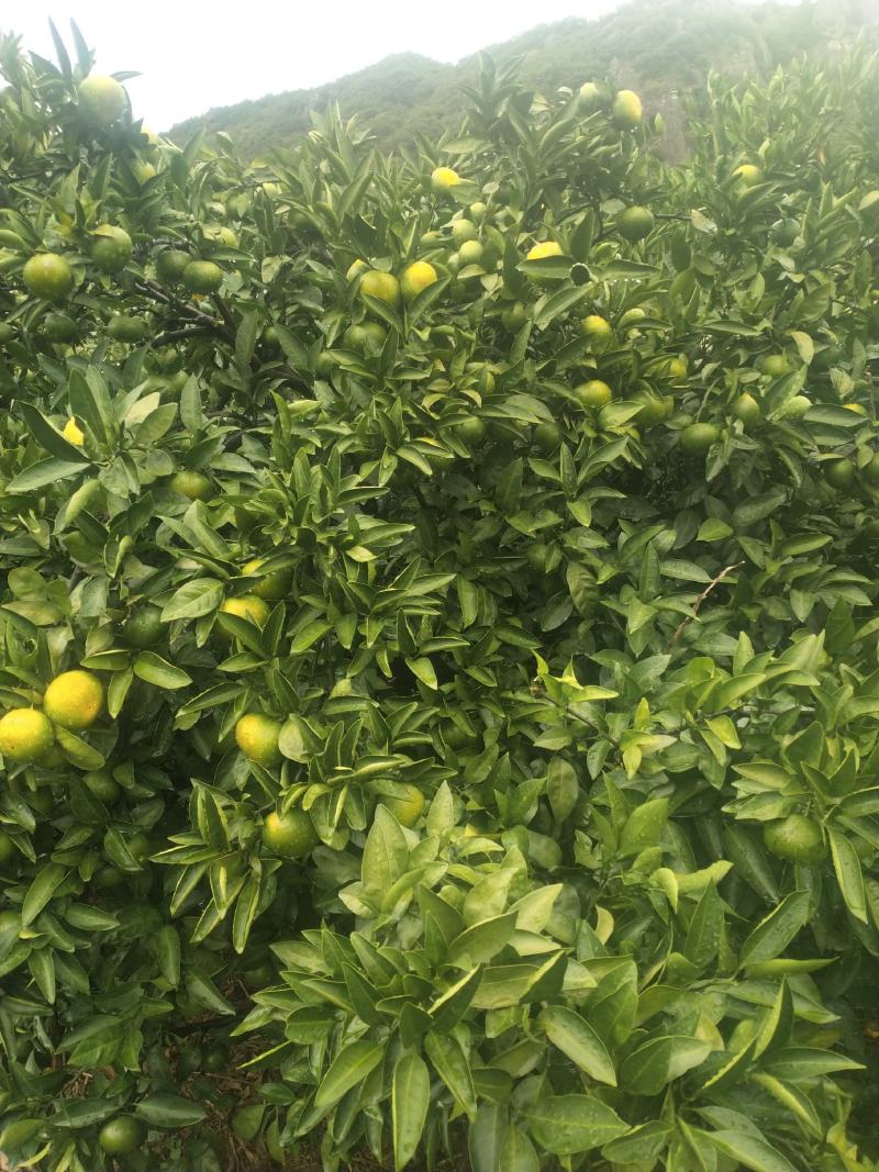大丰一号特早普早宫川蜜桔