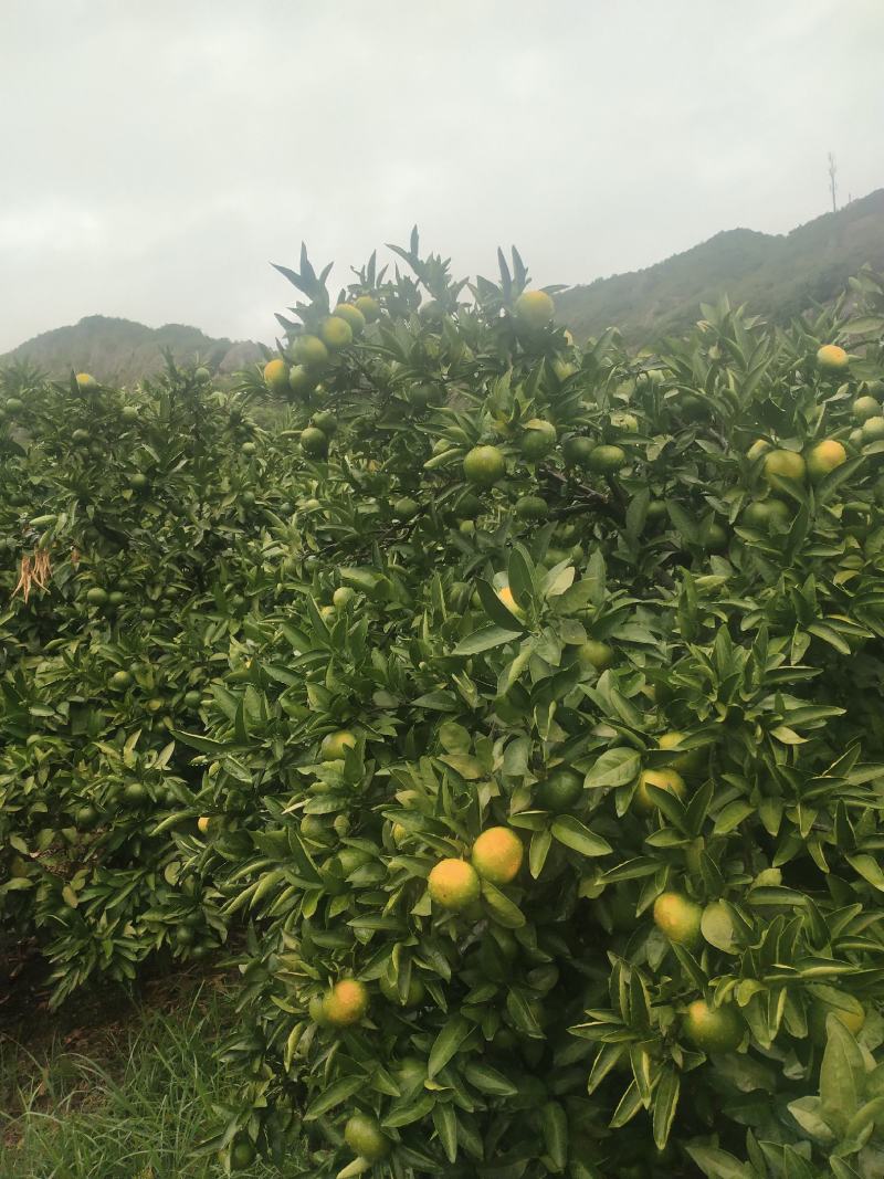 大丰一号特早普早宫川蜜桔