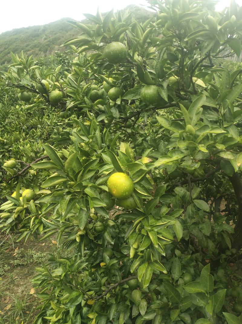 大丰一号特早普早宫川蜜桔