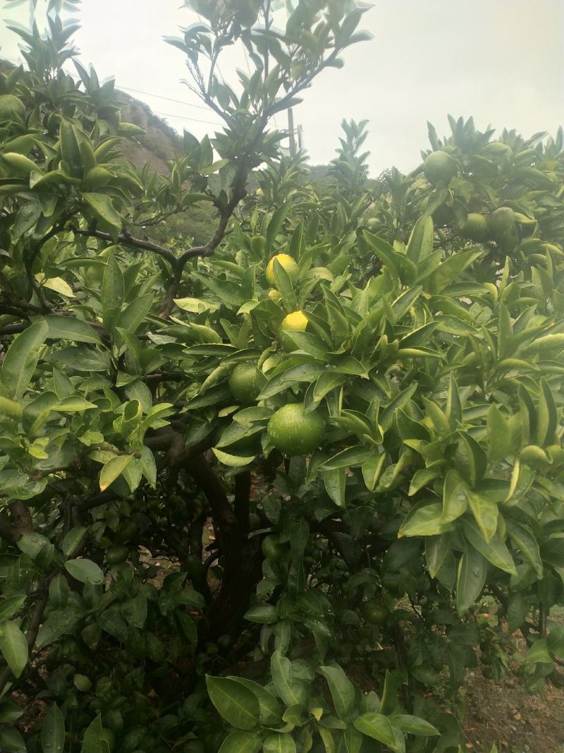大丰一号特早普早宫川蜜桔