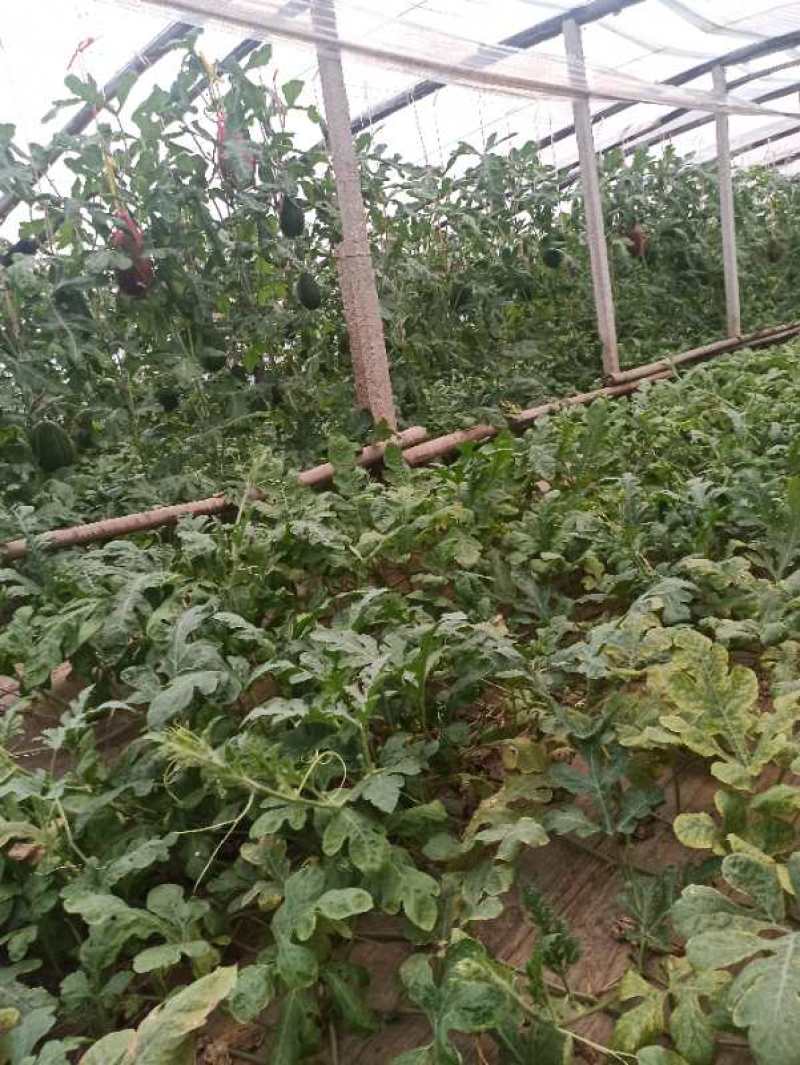 2K西瓜头茬吊瓜商超品质保熟保甜红壤黑籽保质保量现货供应