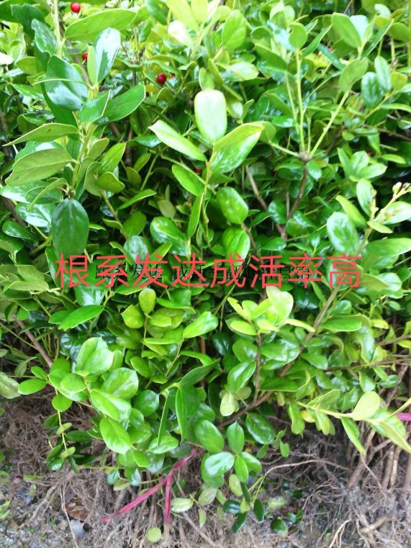 无刺枸骨树苗球盆景庭院构枸骨子吉祥果铁冬青满堂红狗骨四季