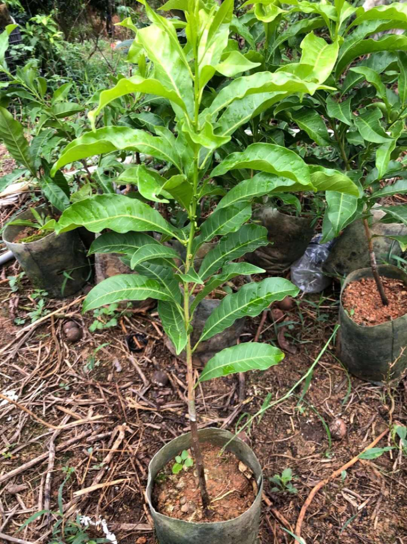 台湾黄晶果苗冬蜜黄晶果苗嫁接苗直生苗