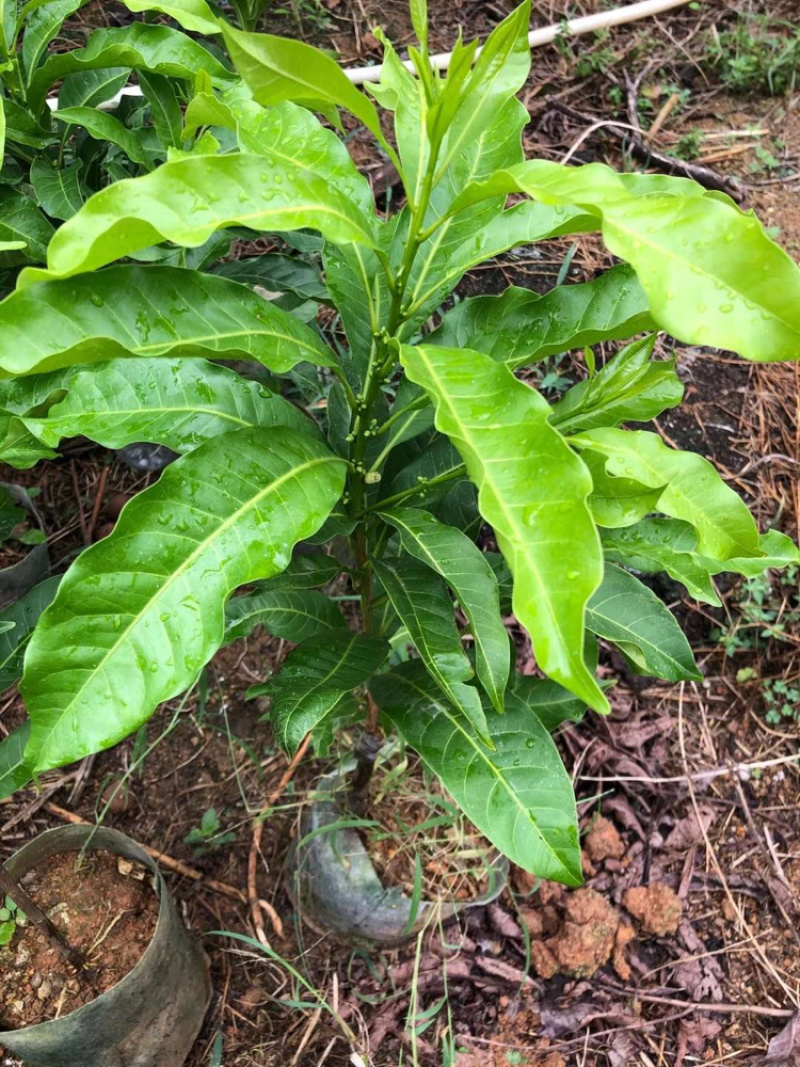 台湾黄晶果苗冬蜜黄晶果苗嫁接苗直生苗