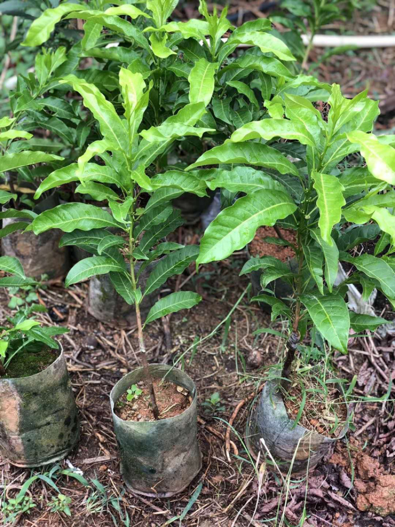 台湾黄晶果苗冬蜜黄晶果苗嫁接苗直生苗