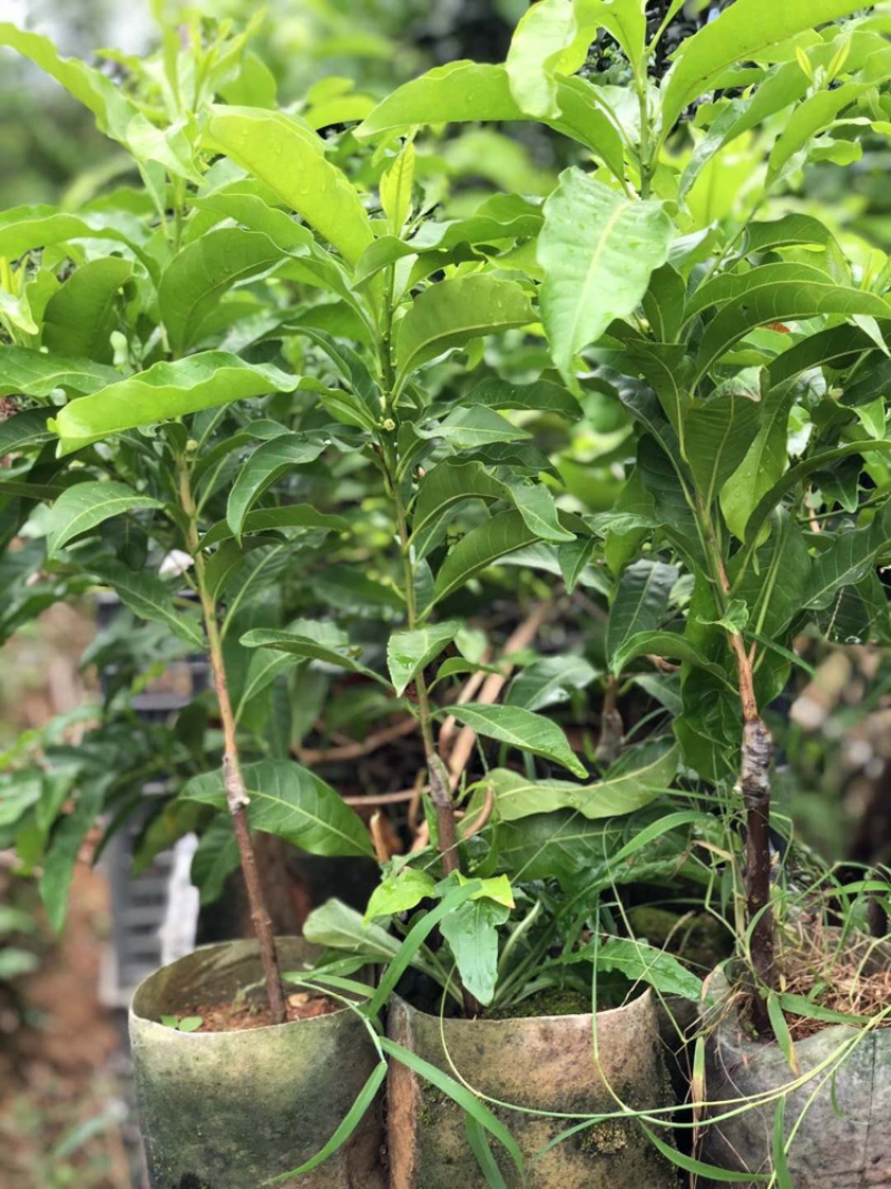 台湾黄晶果苗冬蜜黄晶果苗嫁接苗直生苗