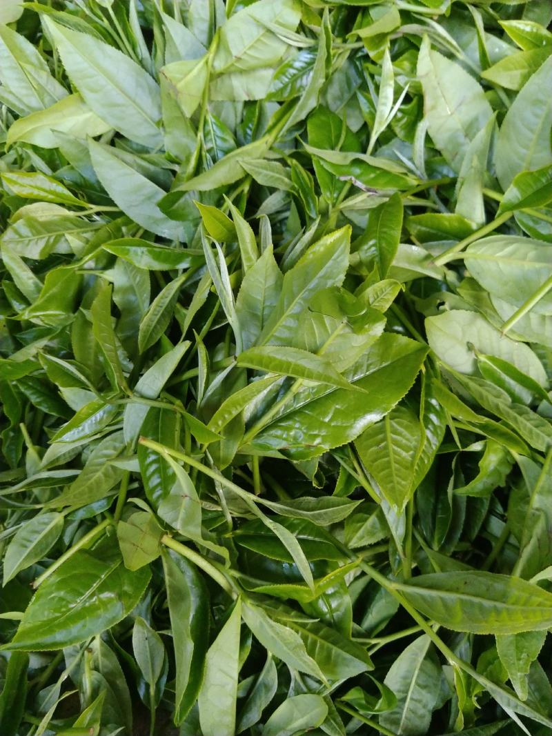 云南普洱茶勐库大叶茶白茶香甜可口