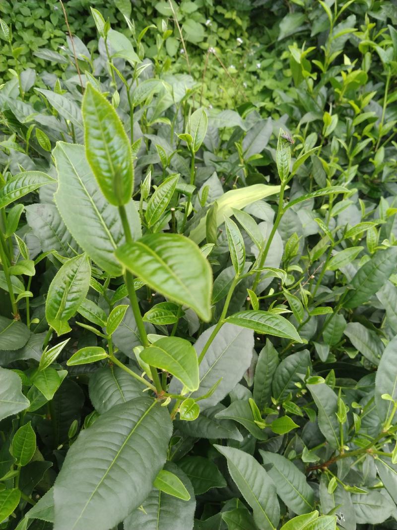 云南勐库大叶茶原生态不打农药人工除草