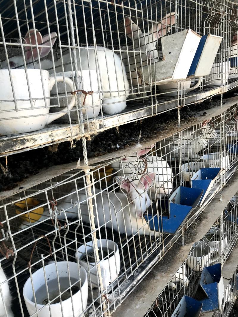 推荐】盐城市大丰区常年供应成长兔饲料/肉兔饲料诚信经营