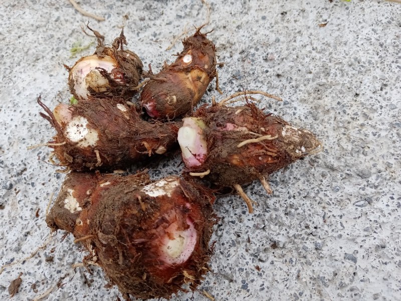 芋子槟榔芋头芓，又粉又糯自产自销，质量，价格优惠。
